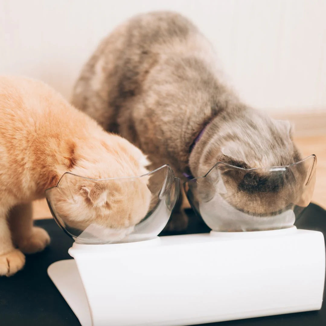 Orthopedic Anti-Vomiting Cat Feeder