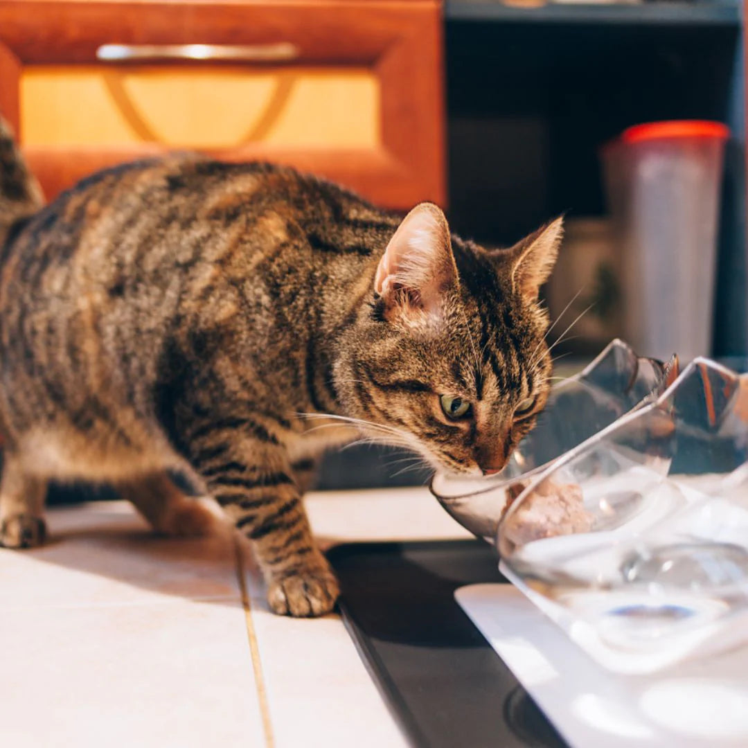 Orthopedic Anti-Vomiting Cat Feeder