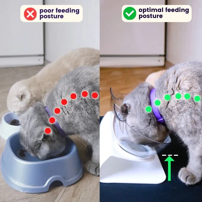 Orthopedic Anti-Vomiting Cat Feeder