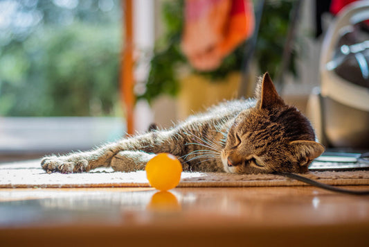 Best Cat Toys for Indoor Cats to Prevent Boredom